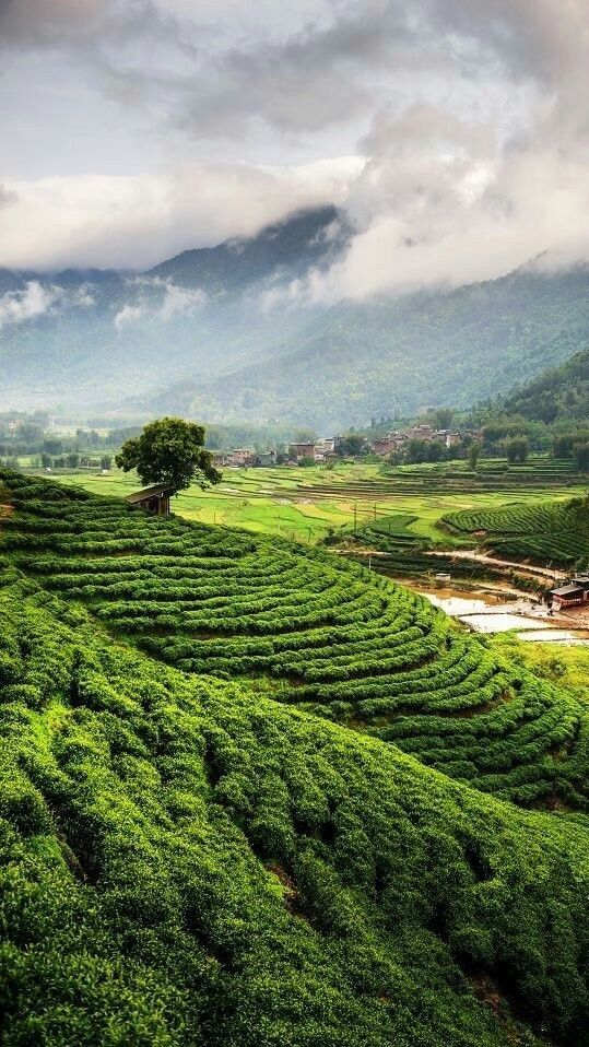 Terraced tea plantation in the misty hills of Northeast India